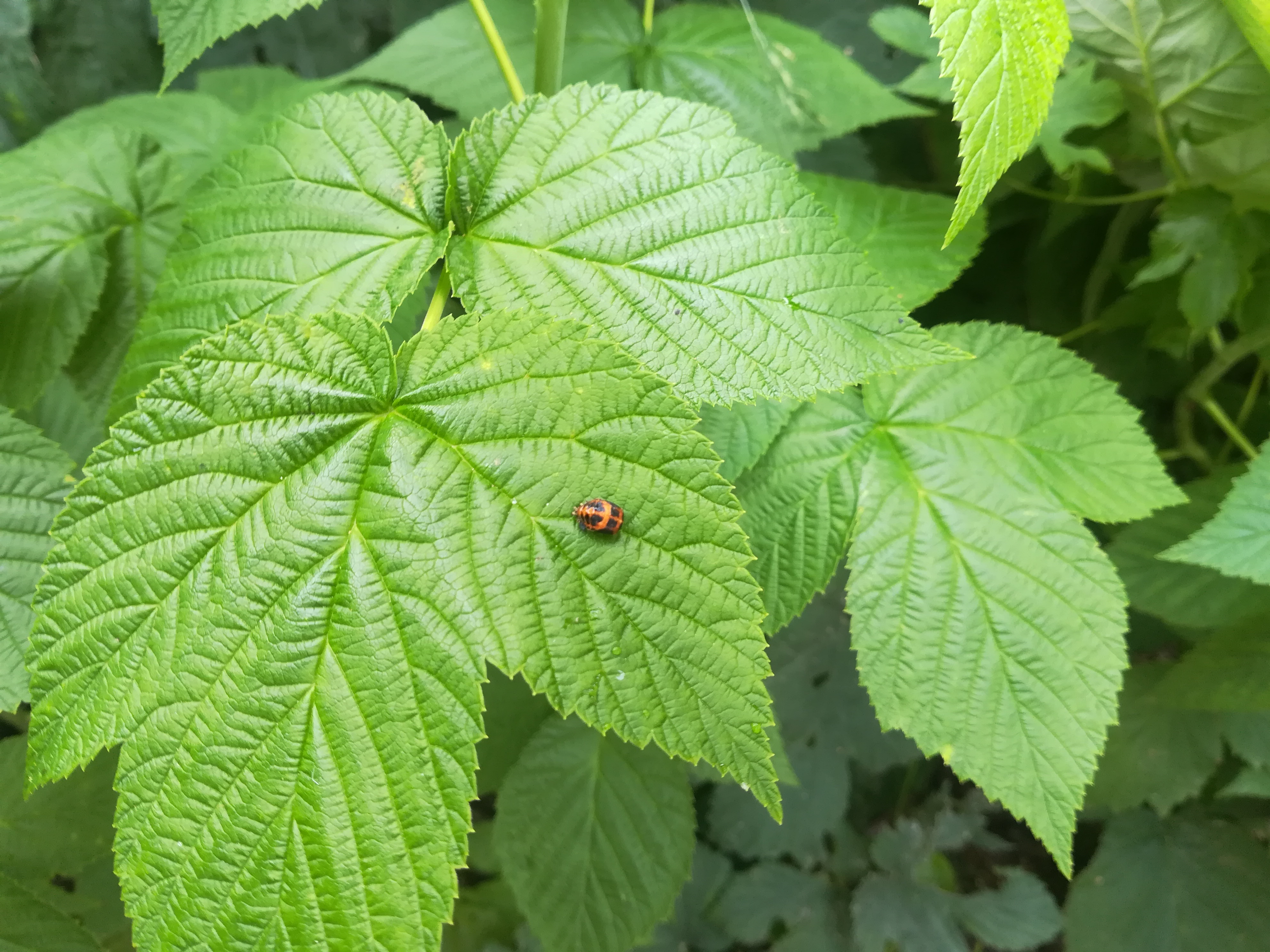 Lire la suite à propos de l’article Projet potager avec Lola