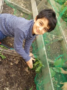 Lire la suite à propos de l’article Projet potager avec Lola du Kiosque à graines